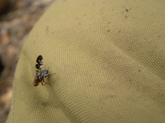 Acanthonevroides basalis