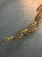 Festuca filiformis