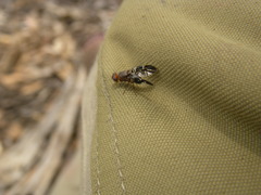 Acanthonevroides basalis