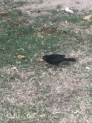 Turdus merula