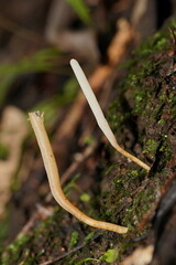 Clavaria tenuipes