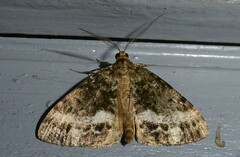 Pseudocoremia lactiflua