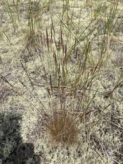 Festuca filiformis