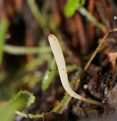 Clavaria tenuipes