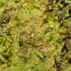 Coenogonium implexum