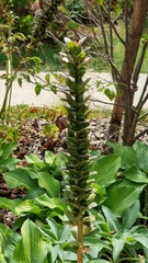 Acanthus mollis