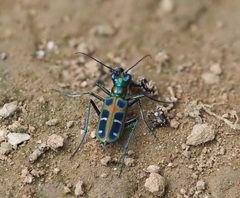 Cosmodela barmanica