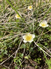 Geum pentapetalum