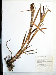 Carex tuminensis