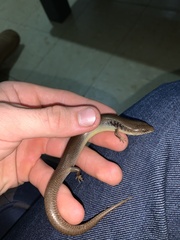 Cyclodomorphus venustus