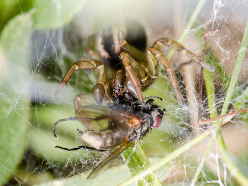 Arctobius agelenoides