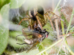 Arctobius agelenoides