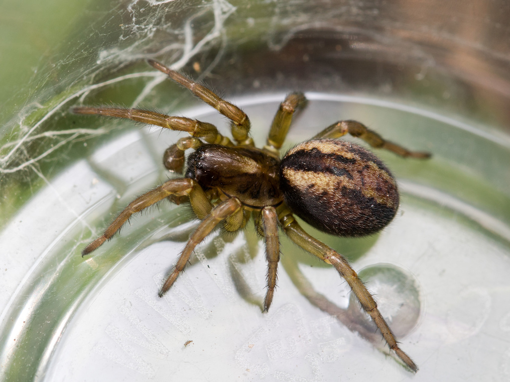 Common Amaurobiid Spider