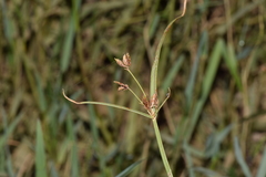 Cyperus longus
