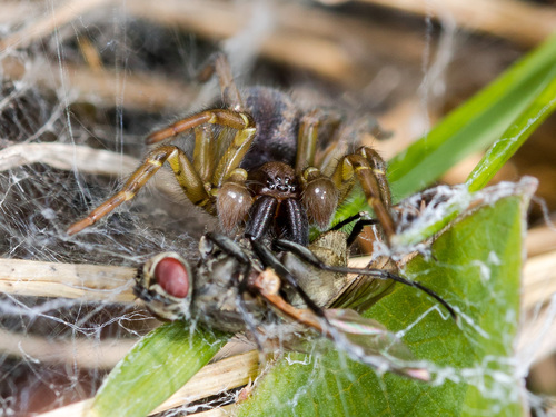 Arctobius agelenoides