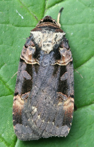 Pseudohermonassa