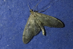 Anania lancealis