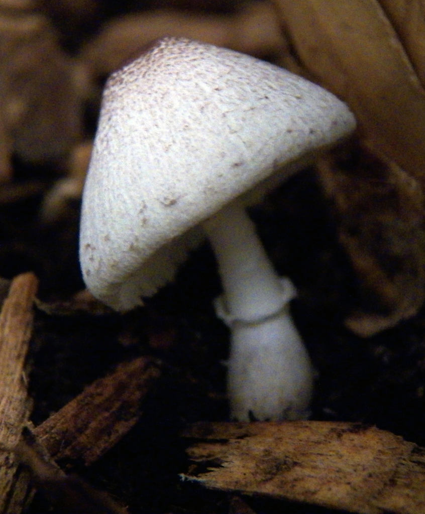 Leucocoprinus ianthinus