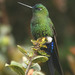 Sapphire-vented Puffleg - Photo (c) Michael Woodruff, some rights reserved (CC BY-SA)