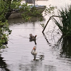 Anser anser domesticus × anser cygnoides domesticus