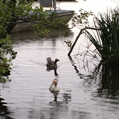 Anser anser domesticus × anser cygnoides domesticus