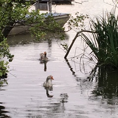 Anser anser domesticus × anser cygnoides domesticus