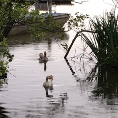 Anser anser domesticus × anser cygnoides domesticus