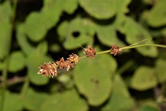 Carex divulsa divulsa