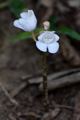 Didymoplexis pallens