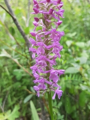 Gymnadenia densiflora