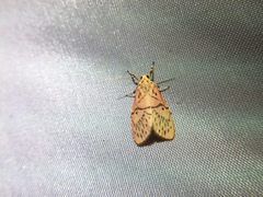 Aberrasine lichenshihi