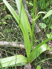 Gymnadenia densiflora