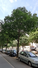 Celtis australis