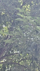 Celtis australis