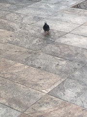 Columba livia domestica