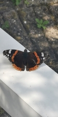 Vanessa atalanta