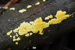 Trichoderma victoriense