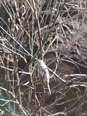 Rothschildia cinctus