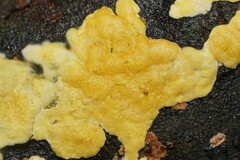 Trichoderma victoriense