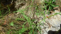 Lactuca tenerrima