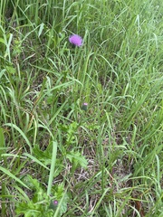 Cirsium japonicum