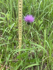 Cirsium japonicum