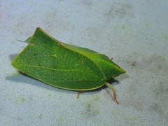 Phyllyphanta producta