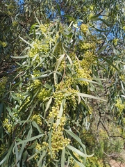 Searsia lancea