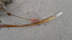 Densipora corrugata