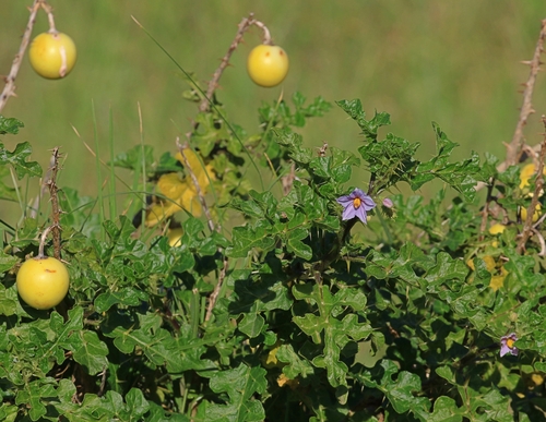 Yellow Bitter-apple