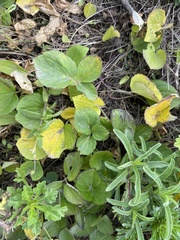 Viola xanthopetala