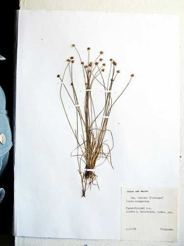 Carex uda iNat (1)