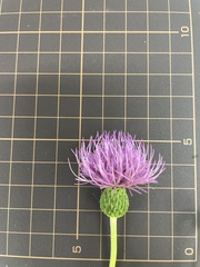 Cirsium japonicum