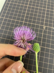 Cirsium japonicum